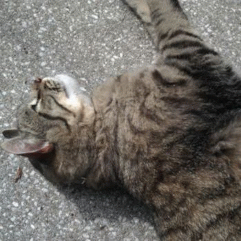 Sloth (USA-2) : Not Falling for It Again, You Hissing Guitar Biter!